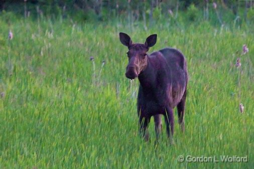 Moose At Dusk_01551.jpg - Photographed on the north shore of Lake Superior in Ontario, Canada.